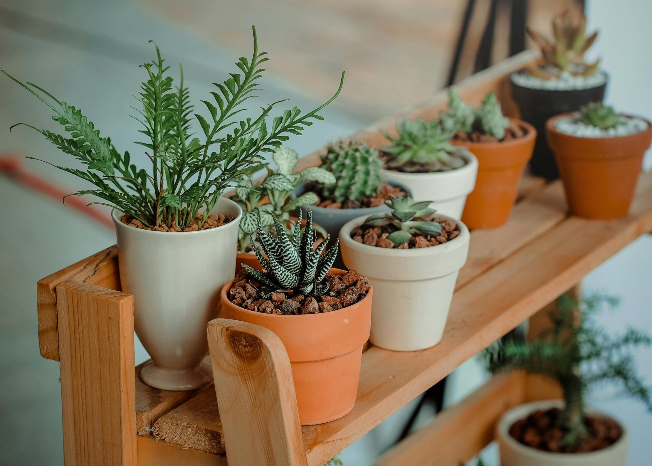 Close-up of diverse succulents in pots on a wooden shelf indoors, showcasing natural beauty.